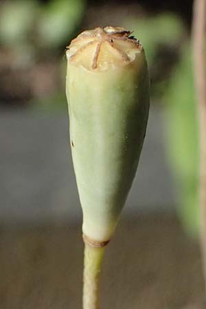 Papaver atlanticum \ Atlas-Mohn / Atlas Poppy, D Duisburg 20.6.2025