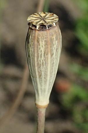 Papaver atlanticum \ Atlas-Mohn / Atlas Poppy, D Duisburg 20.6.2025