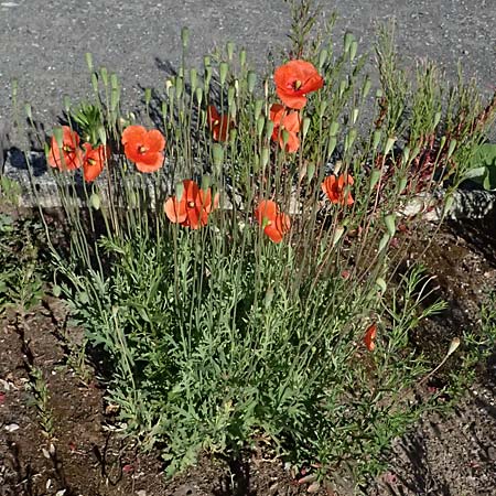 Papaver atlanticum \ Atlas-Mohn / Atlas Poppy, D Duisburg 20.6.2025