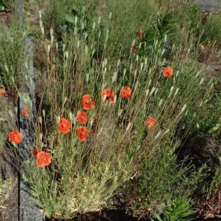 Papaver atlanticum \ Atlas-Mohn / Atlas Poppy, D Duisburg 20.6.2025