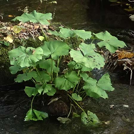 Petasites albus \ Wei�e Pestwurz / White Butterbur, D Schwarzwald/Black-Forest, Baiersbronn 18.10.2025