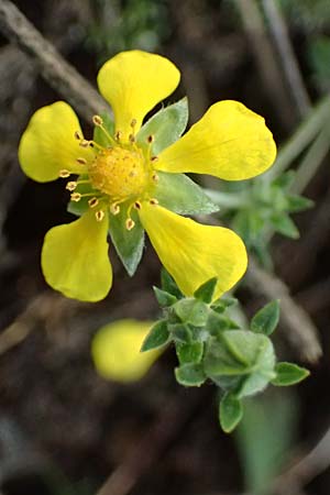 Potentilla argentea agg. \ Silber-Fingerkraut / Hoary Cinquefoil, D Mannheim 3.11.2025