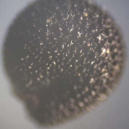 Portulaca trituberculata \ Tuberkelfr&uuml;chtiger Portulak / Tubercle-Fruited Purslane, D Bamberg 6.9.2018