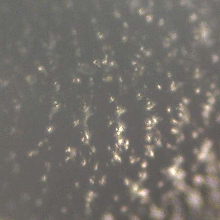 Portulaca trituberculata \ Tuberkelfr&uuml;chtiger Portulak / Tubercle-Fruited Purslane, D Bamberg 6.9.2018