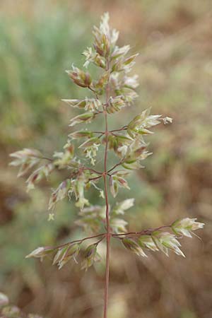 Poa bulbosa \ Knolliges Rispengras / Bulbous Meadow Grass, D Alsbach-H&auml;hnlein 28.4.2018