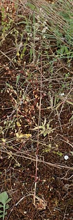 Poa bulbosa \ Knolliges Rispengras / Bulbous Meadow Grass, D Alsbach-H&auml;hnlein 28.4.2018