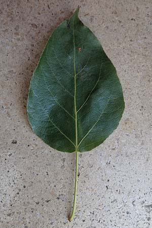 Populus x berolinensis \ Berliner Lorbeer-Pappel / Berlin Poplar, D Heidelberg 19.5.2018