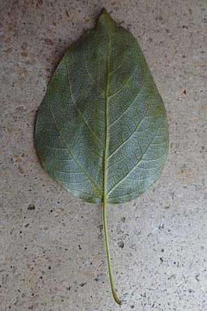 Populus x berolinensis \ Berliner Lorbeer-Pappel / Berlin Poplar, D Heidelberg 19.5.2018