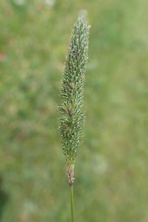 Phleum nodosum \ Knolliges Lieschgras, Bertolonis Wiesen-Lieschgras / Smaller Cat's-Tail, D Gr&uuml;nstadt-Asselheim 16.6.2018