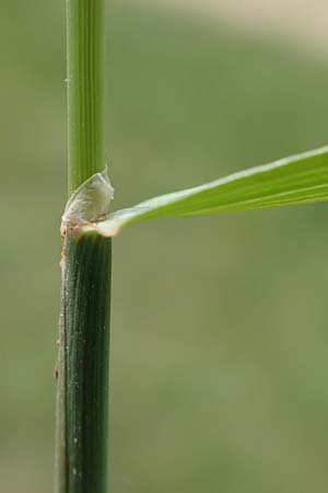 Phleum nodosum \ Knolliges Lieschgras, Bertolonis Wiesen-Lieschgras / Smaller Cat's-Tail, D Gr&uuml;nstadt-Asselheim 16.6.2018