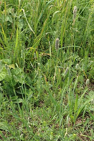 Phleum nodosum \ Knolliges Lieschgras, Bertolonis Wiesen-Lieschgras / Smaller Cat's-Tail, D Gr&uuml;nstadt-Asselheim 16.6.2018
