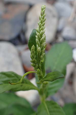 Persicaria brittingeri \ Ufer-Kn�terich, Fluss-Kn�terich / Pale Persicaria, D K&ouml;ln-Z&uuml;ndorf 22.8.2018
