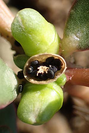 Portulaca trituberculata \ Tuberkelfr&uuml;chtiger Portulak / Tubercle-Fruited Purslane, D Bamberg 5.9.2018