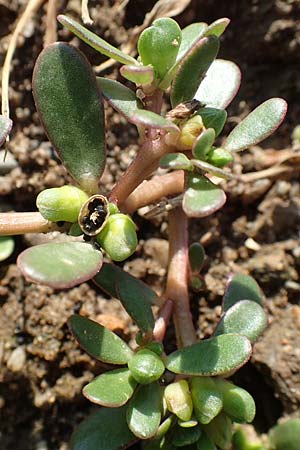 Portulaca trituberculata \ Tuberkelfr&uuml;chtiger Portulak / Tubercle-Fruited Purslane, D Bamberg 5.9.2018