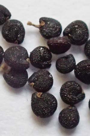 Portulaca trituberculata \ Tuberkelfr&uuml;chtiger Portulak / Tubercle-Fruited Purslane, D Bamberg 6.9.2018