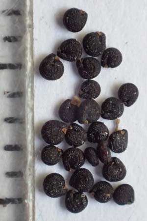 Portulaca trituberculata \ Tuberkelfr&uuml;chtiger Portulak / Tubercle-Fruited Purslane, D Bamberg 6.9.2018