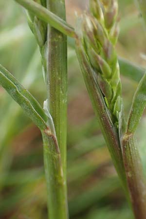 Poa bulbosa \ Knolliges Rispengras / Bulbous Meadow Grass, D Hockenheim 12.4.2019