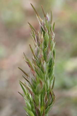Poa bulbosa \ Knolliges Rispengras / Bulbous Meadow Grass, D Hockenheim 12.4.2019