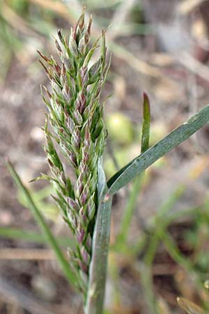 Poa bulbosa \ Knolliges Rispengras / Bulbous Meadow Grass, D Hockenheim 12.4.2019