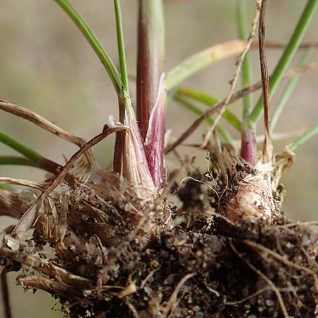 Poa bulbosa \ Knolliges Rispengras / Bulbous Meadow Grass, D Hockenheim 12.4.2019