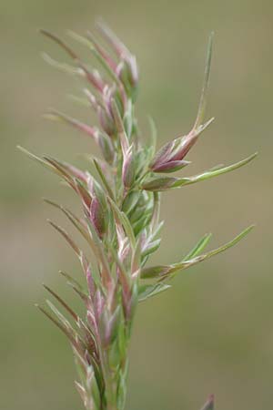 Poa bulbosa \ Knolliges Rispengras / Bulbous Meadow Grass, D Hockenheim 12.4.2019