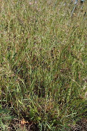Poa bulbosa \ Knolliges Rispengras / Bulbous Meadow Grass, D Hockenheim 16.4.2019