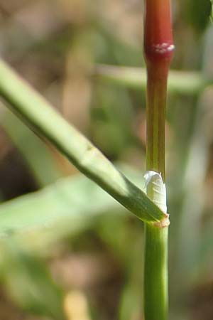 Poa bulbosa \ Knolliges Rispengras / Bulbous Meadow Grass, D Hockenheim 16.4.2019