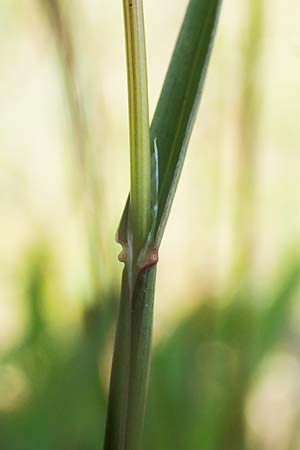 Poa bulbosa \ Knolliges Rispengras / Bulbous Meadow Grass, D Hockenheim 16.4.2019