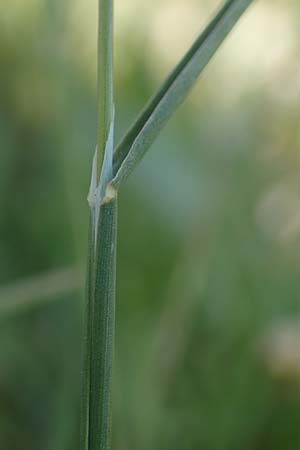 Poa bulbosa \ Knolliges Rispengras / Bulbous Meadow Grass, D Hockenheim 16.4.2019