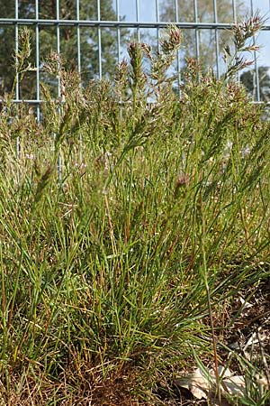 Poa bulbosa \ Knolliges Rispengras / Bulbous Meadow Grass, D Hockenheim 16.4.2019