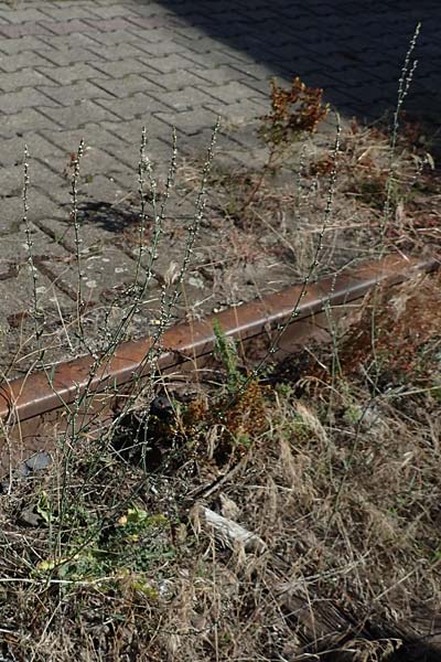 Polygonum bellardii ? \ Ungarischer Vogel-Kn�terich / Narrowleaf Knotgrass, Red Knotgrass, D Mannheim 15.9.2019