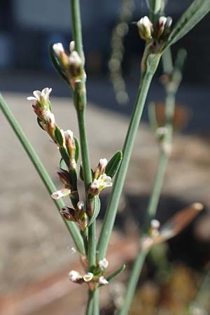 Polygonum bellardii ? \ Ungarischer Vogel-Kn�terich / Narrowleaf Knotgrass, Red Knotgrass, D Mannheim 15.9.2019