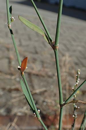 Polygonum bellardii ? \ Ungarischer Vogel-Kn�terich / Narrowleaf Knotgrass, Red Knotgrass, D Mannheim 15.9.2019