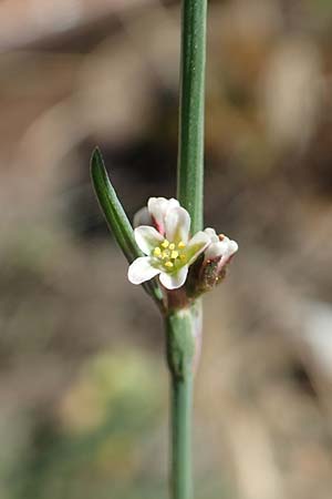 Polygonum bellardii ? \ Ungarischer Vogel-Kn�terich / Narrowleaf Knotgrass, Red Knotgrass, D Mannheim 15.9.2019