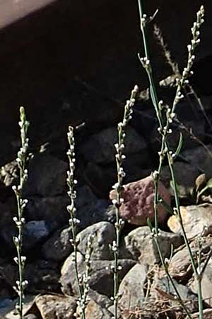 Polygonum bellardii ? \ Ungarischer Vogel-Kn�terich / Narrowleaf Knotgrass, Red Knotgrass, D Mannheim 15.9.2019