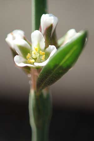 Polygonum bellardii ? \ Ungarischer Vogel-Kn�terich / Narrowleaf Knotgrass, Red Knotgrass, D Mannheim 15.9.2019