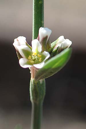 Polygonum bellardii ? \ Ungarischer Vogel-Kn�terich / Narrowleaf Knotgrass, Red Knotgrass, D Mannheim 15.9.2019