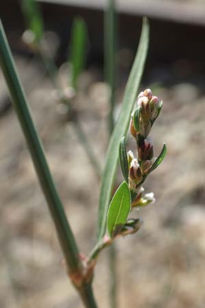 Polygonum bellardii ? \ Ungarischer Vogel-Kn�terich / Narrowleaf Knotgrass, Red Knotgrass, D Mannheim 15.9.2019