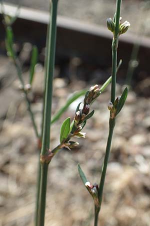 Polygonum bellardii ? \ Ungarischer Vogel-Kn�terich / Narrowleaf Knotgrass, Red Knotgrass, D Mannheim 15.9.2019