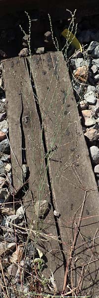 Polygonum bellardii ? \ Ungarischer Vogel-Kn�terich / Narrowleaf Knotgrass, Red Knotgrass, D Mannheim 15.9.2019