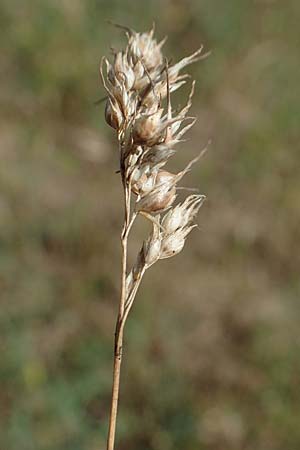 Poa bulbosa \ Knolliges Rispengras / Bulbous Meadow Grass, D Hockenheim 17.6.2021
