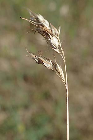 Poa bulbosa \ Knolliges Rispengras / Bulbous Meadow Grass, D Hockenheim 17.6.2021