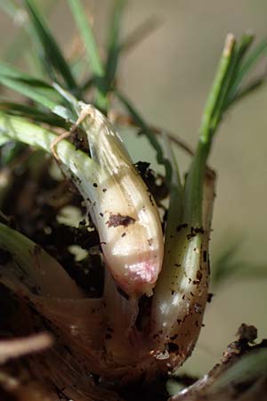 Poa bulbosa \ Knolliges Rispengras / Bulbous Meadow Grass, D Wagh&auml;usel-Wiesental 9.4.2022