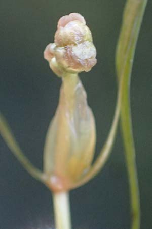 Potamogeton berchtoldii \ Berchtolds Zwerg-Laichkraut / Small Pontweed, D Rheinstetten-Silberstreifen 23.7.2022