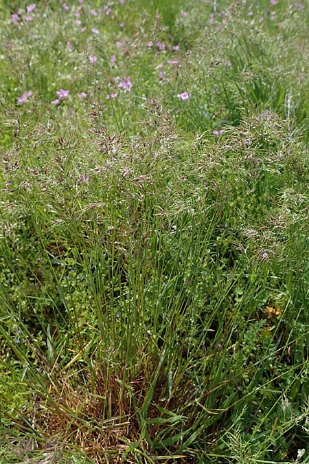 Poa bulbosa \ Knolliges Rispengras / Bulbous Meadow Grass, D Hockenheim 26.4.2023