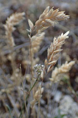 Poa badensis \ Badener Rispengras / Baden Blue Grass, D Th&uuml;ringen, Hemleben 12.6.2023