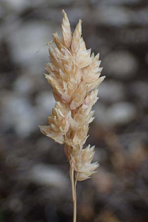 Poa badensis \ Badener Rispengras / Baden Blue Grass, D Th&uuml;ringen, Heldrungen 16.6.2023