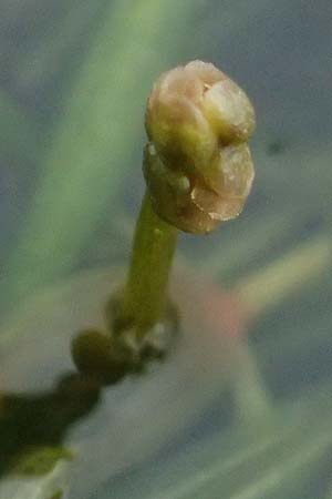 Potamogeton berchtoldii \ Berchtolds Zwerg-Laichkraut / Small Pontweed, D Mannheim 8.9.2024