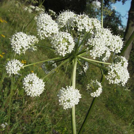 Peucedanum cervaria \ Hirschwurz-Haarstrang / Broad-Leaved Spignel, D Hemsbach 16.8.2007