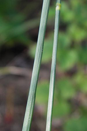 Poa bulbosa \ Knolliges Rispengras / Bulbous Meadow Grass, D Sandhausen 2.7.2015